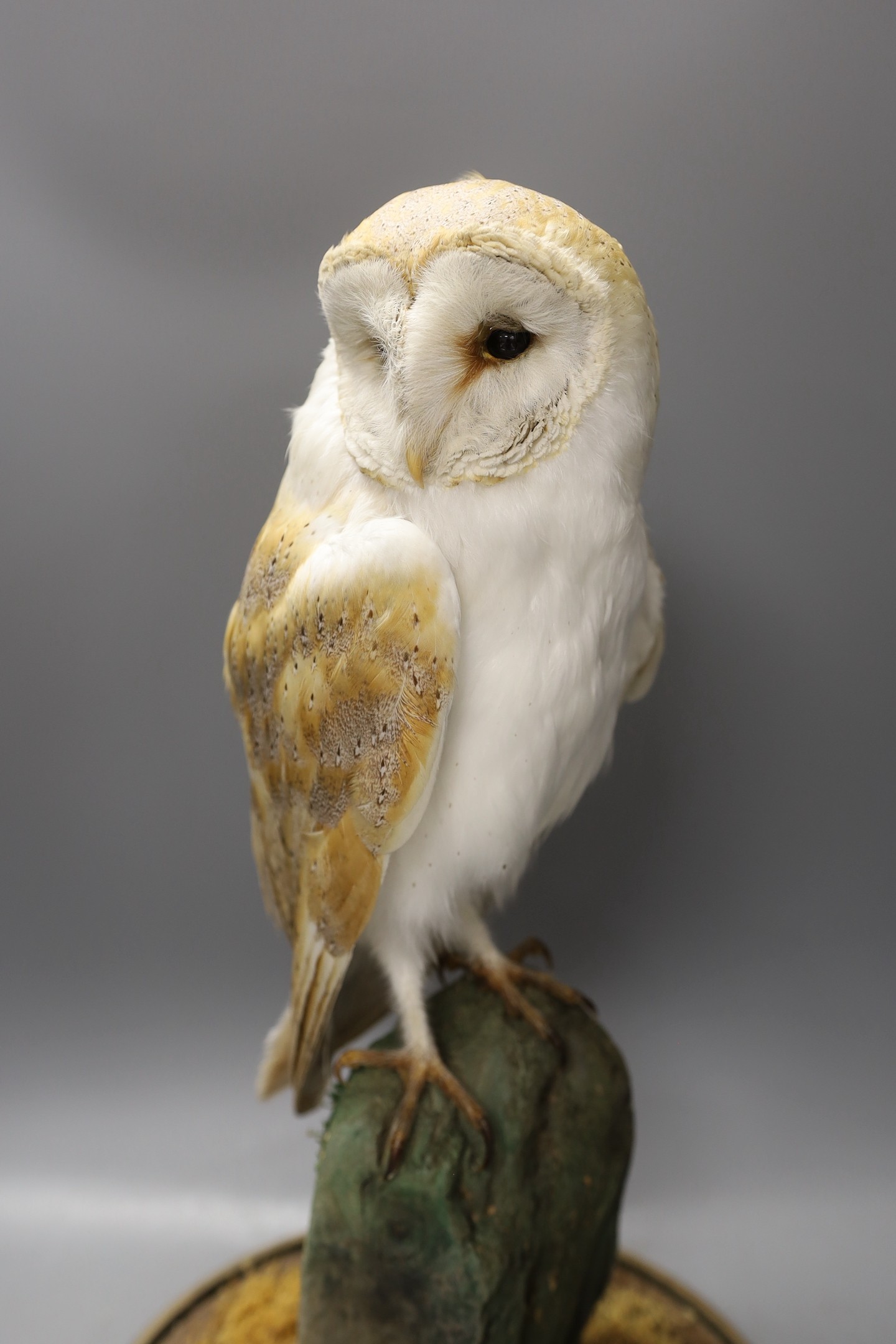 A taxidermy barn owl under a glass dome, 52cm tall